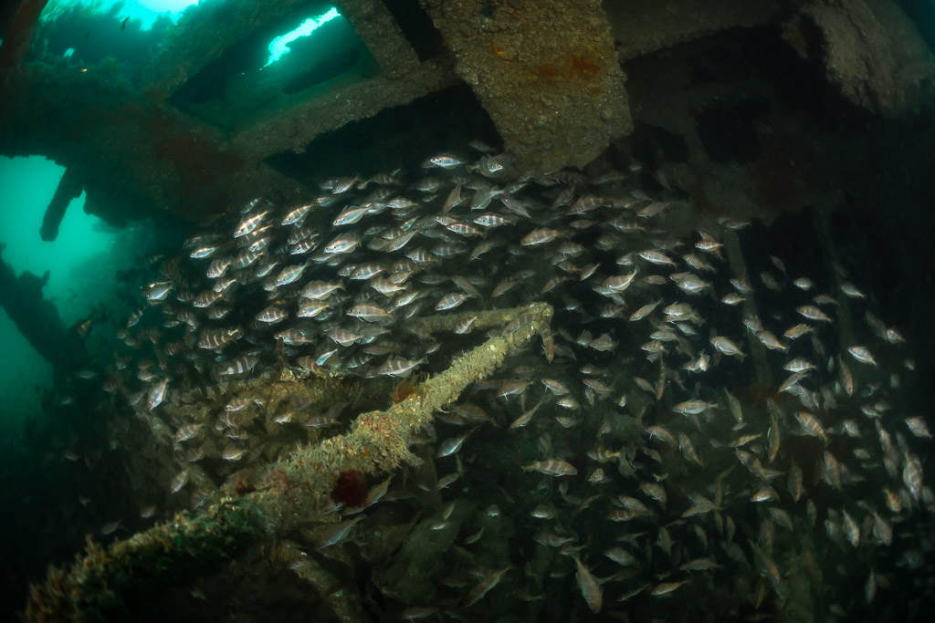 Dense school of pouting packed under the beams of the Laplace, Laplace wreck, Brittany, France