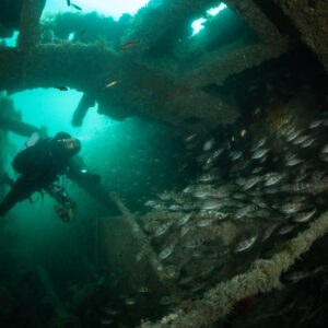 Diver swimming beside a pouting school under the Laplace hull, Laplace wreck, Brittany, France