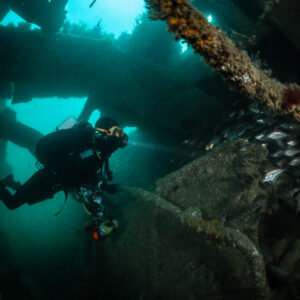Diver with torch passing a pouting school inside the Laplace wreck, Laplace wreck, Brittany, France