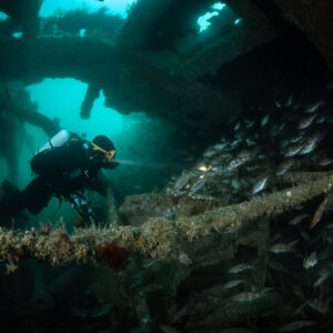Diver behind an encrusted cable surrounded by pouting under the hull, Laplace wreck, Brittany, France