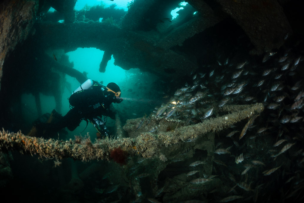Diver behind an encrusted cable surrounded by pouting under the hull, Laplace wreck, Brittany, France