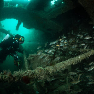 Diver facing camera behind encrusted cable amid schooling pouting, Laplace wreck, Brittany, France