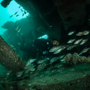 Diver behind a close school of barred pouting beneath the Laplace hull, Laplace wreck, Brittany, France