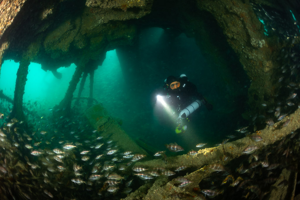 Diver with torch in a wreck chamber above a pouting school, Laplace wreck, Brittany, France