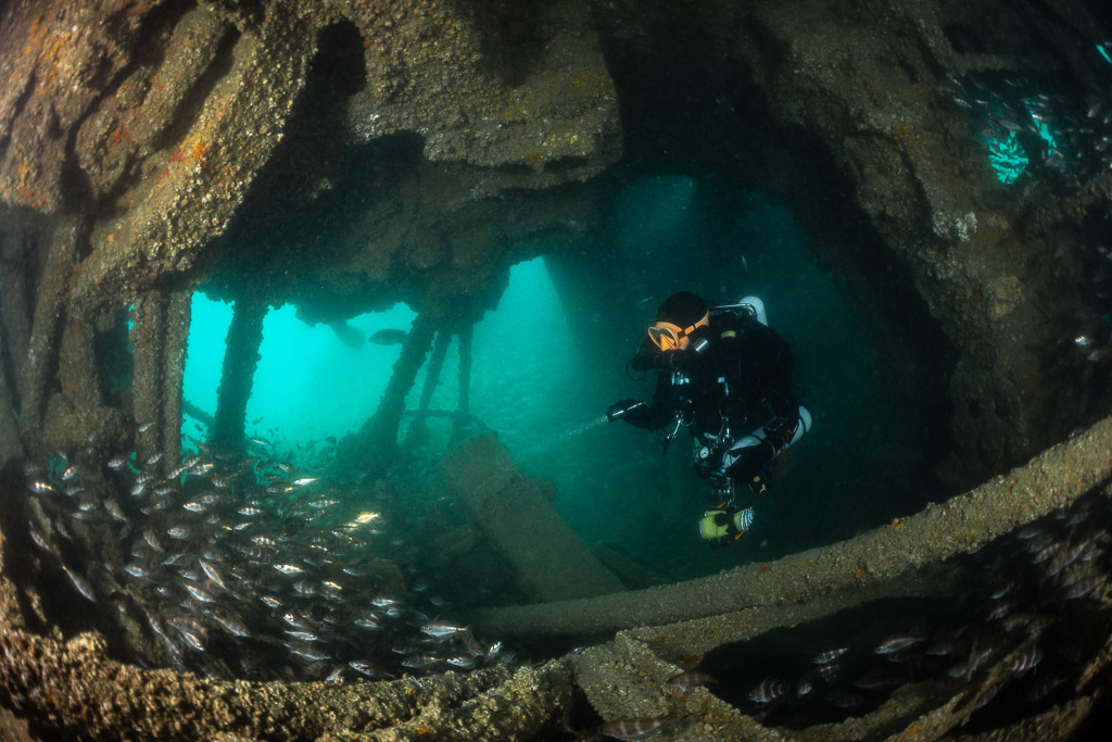 Diver inside the Laplace with a pouting school at lower left, Laplace wreck, Brittany, France