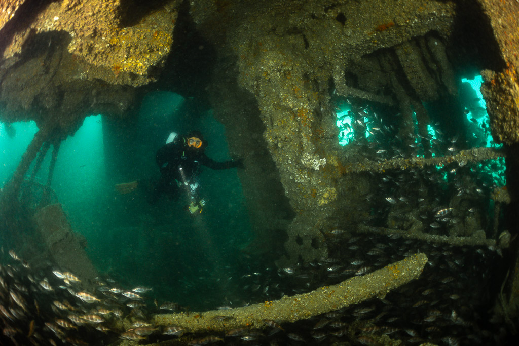 Distant diver beneath orange-encrusted beams above a pouting school, Laplace wreck, Brittany, France