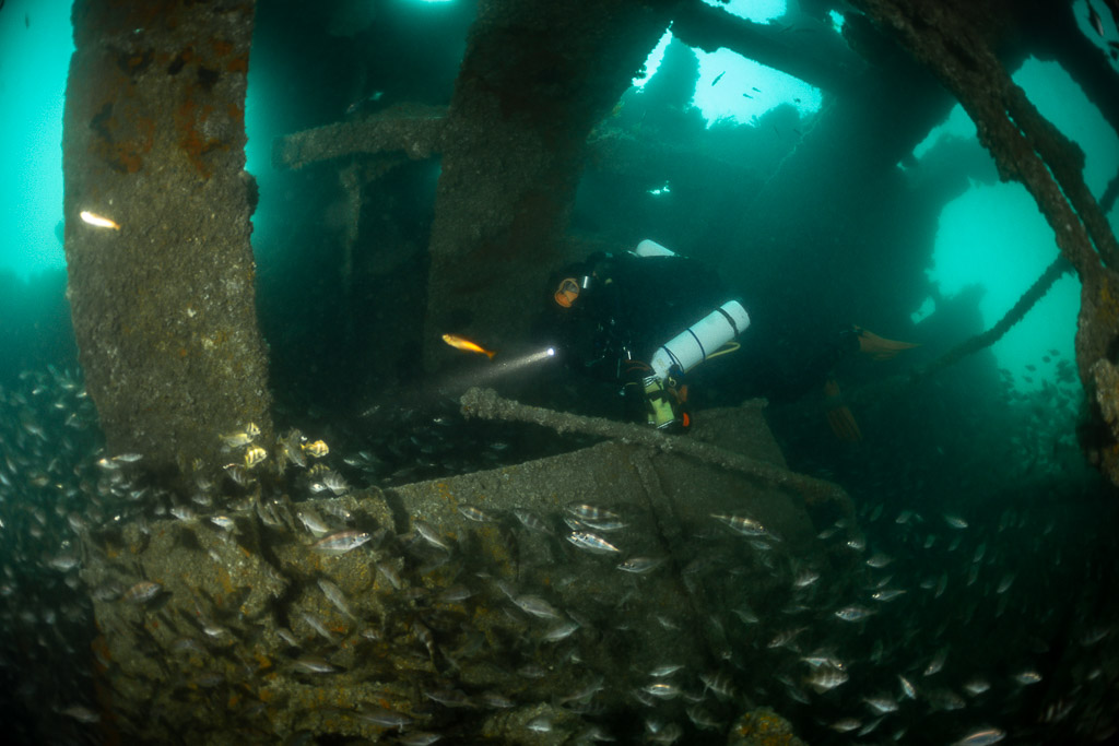 Rebreather diver lighting the wreck interior above a pouting school, Laplace wreck, Brittany, France