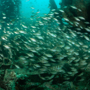 Large school of pouting streaming through the Laplace wreck, Laplace wreck, Brittany, France
