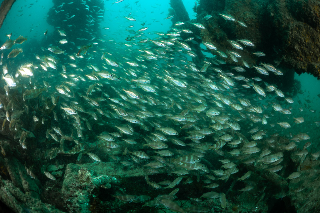 Large school of pouting streaming through the Laplace wreck, Laplace wreck, Brittany, France