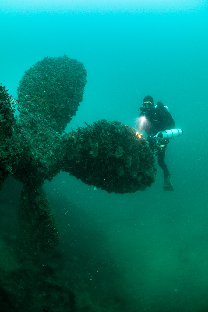 Diver lighting the encrusted propeller blades of the Laplace, vertical, Laplace wreck, Brittany, France