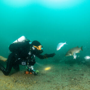 Kneeling diver reaching toward a ballan wrasse and sea bream on the sand, Laplace wreck, Brittany, France