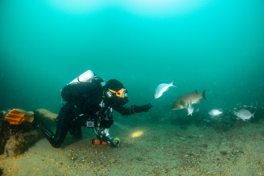 Kneeling diver reaching toward a ballan wrasse and sea bream on the sand, Laplace wreck, Brittany, France