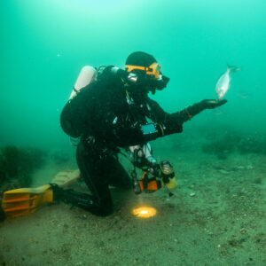 Kneeling diver with open hand facing a silvery sea bream, vertical, Laplace wreck, Brittany, France