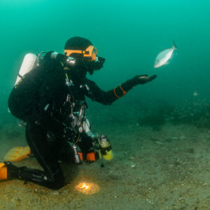 Kneeling diver extending hand toward a silvery sea bream on the seabed, Laplace wreck, Brittany, France