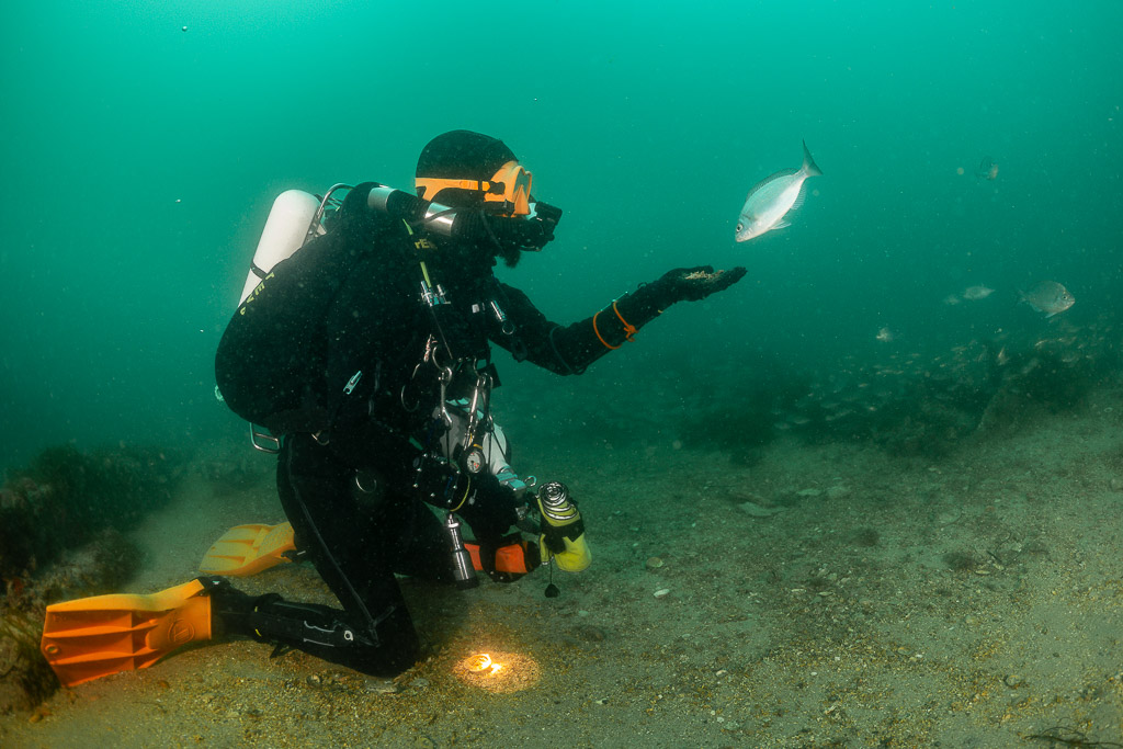 Kneeling diver extending hand toward a silvery sea bream on the seabed, Laplace wreck, Brittany, France