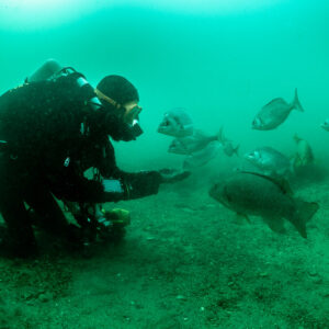 Kneeling diver face to face with a ballan wrasse and several sea bream, Laplace wreck, Brittany, France