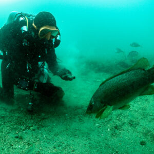 Large ballan wrasse approaching a kneeling diver on the sandy seabed, Laplace wreck, Brittany, France