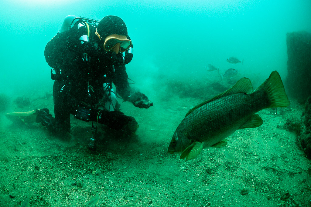 Large ballan wrasse approaching a kneeling diver on the sandy seabed, Laplace wreck, Brittany, France