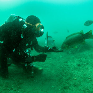 Kneeling diver with ballan wrasse and sea bream in green water, Laplace wreck, Brittany, France