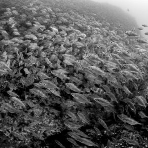 Black and white dense school of pouting filling the frame, Laplace wreck, Brittany, France