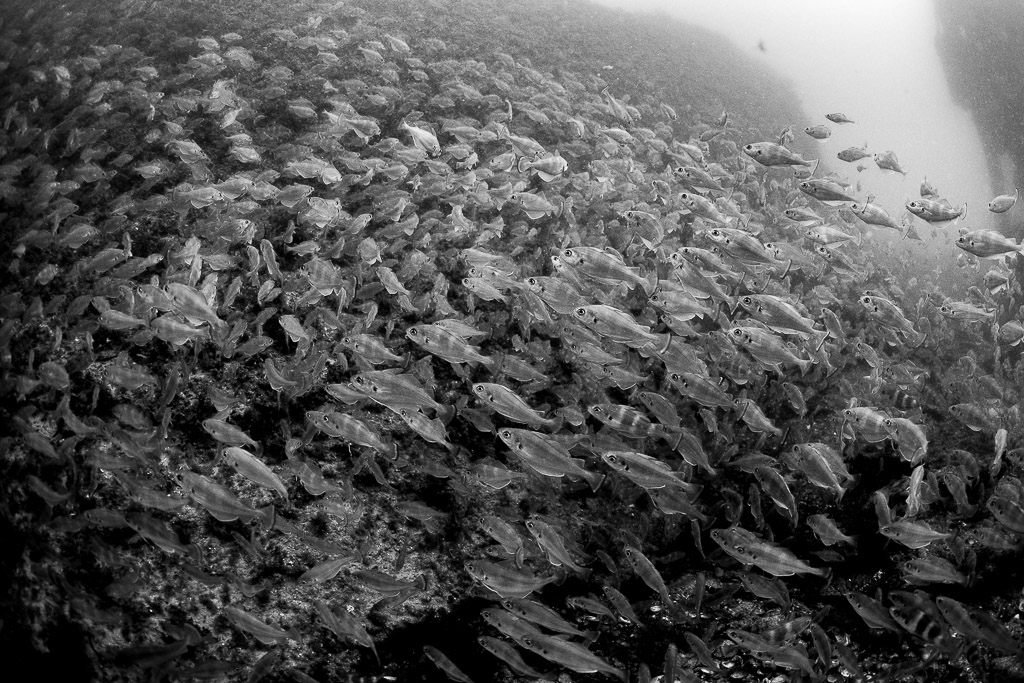 Banc dense de tacauds en noir et blanc remplissant le cadre, épave du Laplace, Bretagne, France