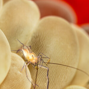 Vertical close-up of a bubble coral shrimp among swollen vesicles, Wodong Wreck, Banda Sea, Indonesia