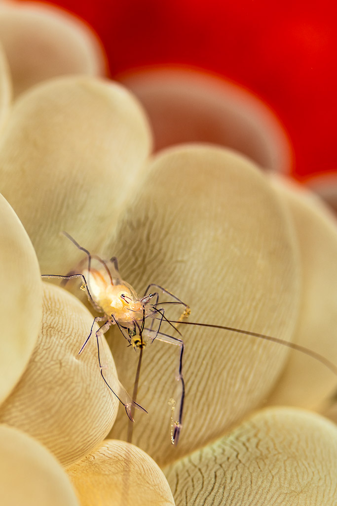 Vertical close-up of a bubble coral shrimp among swollen vesicles, Wodong Wreck, Banda Sea, Indonesia