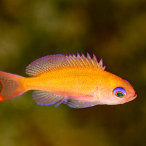 Female anthias with lilac fins swimming in profile, Wodong Wreck, Banda Sea, Indonesia