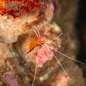 Cleaner shrimp with long white antennae on a sponge-covered rock, Wodong Wreck, Banda Sea, Indonesia