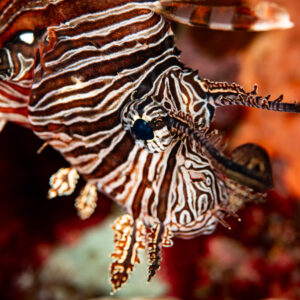 Lionfish close-up showing striped fins and pectoral rays, Wodong Wreck, Banda Sea, Indonesia
