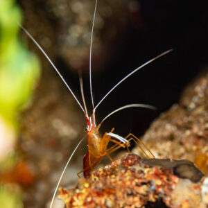 Vue verticale d’une crevette nettoyeuse perchée sur un rebord rocheux, épave de Wodong, mer de Banda, Indonésie