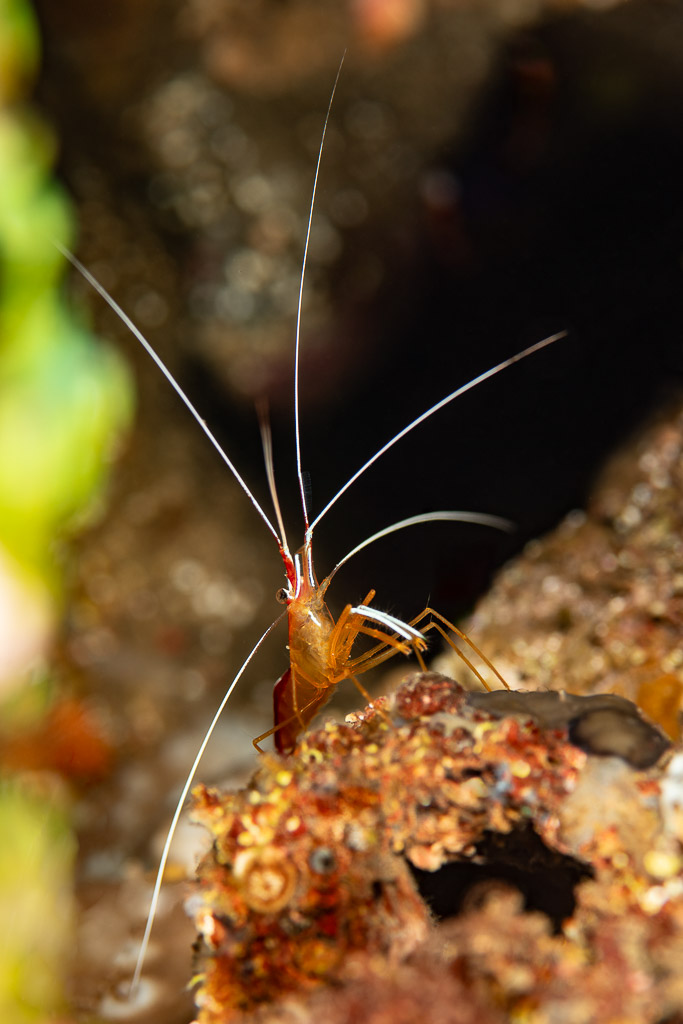 Vue verticale d’une crevette nettoyeuse perchée sur un rebord rocheux, épave de Wodong, mer de Banda, Indonésie