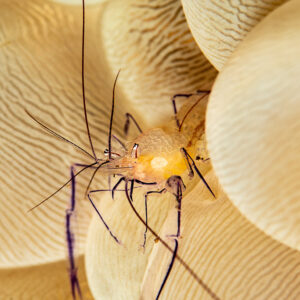 Bubble coral shrimp facing the camera on bubble coral, vertical, Wodong Wreck, Banda Sea, Indonesia