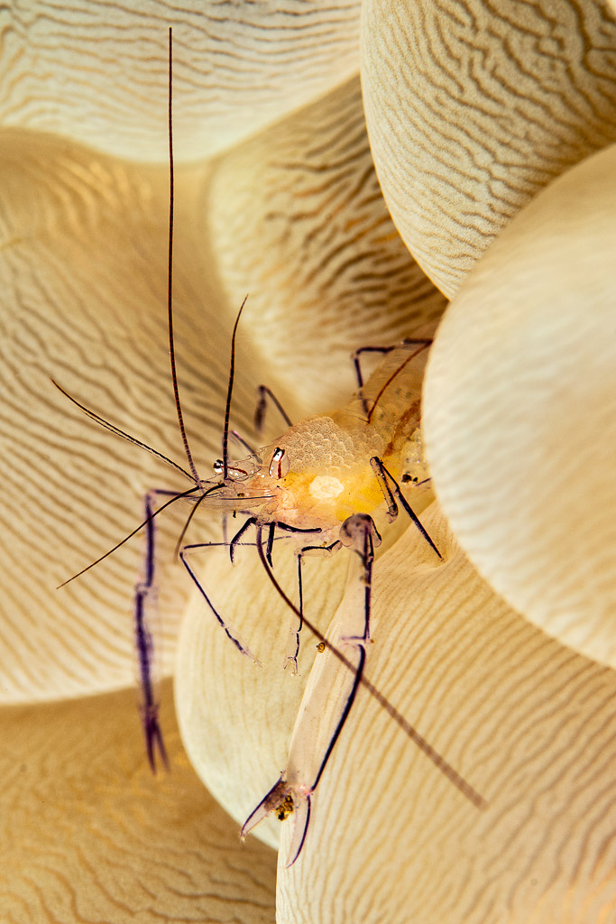 Bubble coral shrimp facing the camera on bubble coral, vertical, Wodong Wreck, Banda Sea, Indonesia