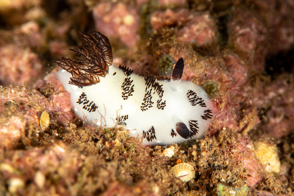 Dotted nudibranch with dark gills crawling over the reef, Wodong Wreck, Banda Sea, Indonesia