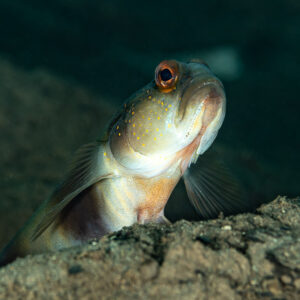 Gold-specs jawfish peering out of its sand burrow, Wodong Wreck, Banda Sea, Indonesia