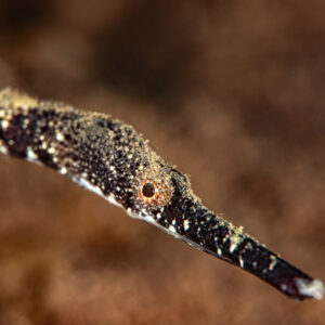 Close-up of a pipefish head with long speckled snout, Wodong Wreck, Banda Sea, Indonesia