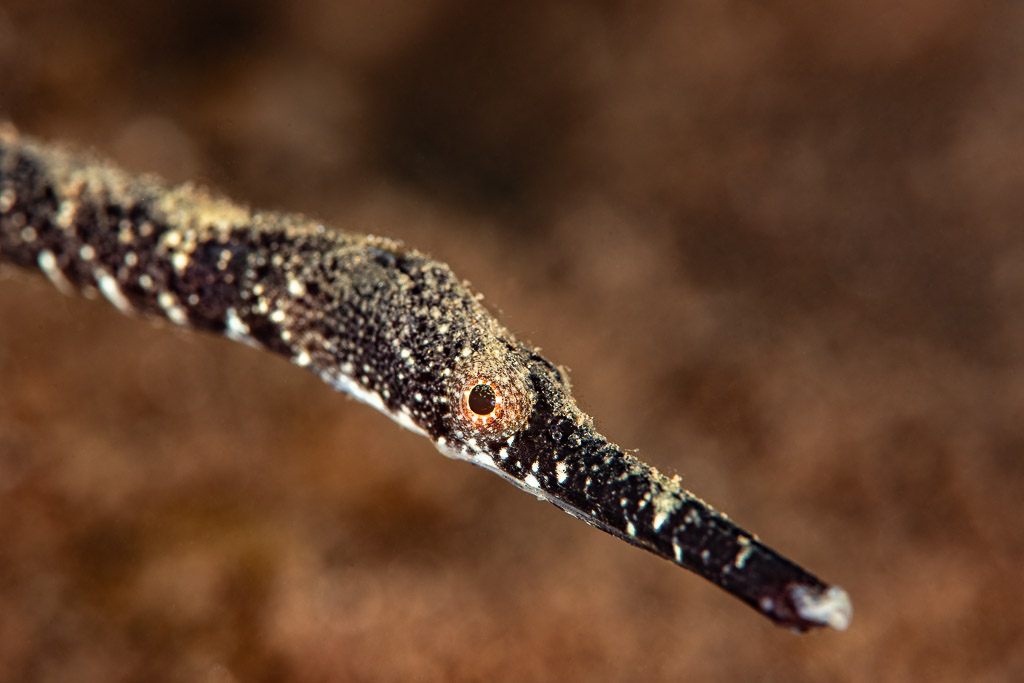 Close-up of a pipefish head with long speckled snout, Wodong Wreck, Banda Sea, Indonesia