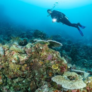Plongeur avec phare au-dessus d’un récif de coraux tabulaires sous le soleil, Dambilah Reef, mer de Banda, Indonésie