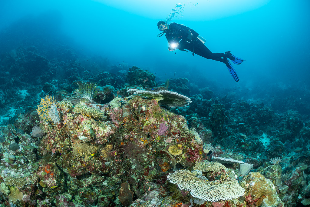 Diver with torch above a reef of table corals in sunburst light, Dambilah Reef, Banda Sea, Indonesia