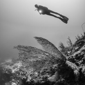Vue verticale en noir et blanc d’un plongeur au-dessus d’une gorgone, Dambilah Reef, mer de Banda, Indonésie