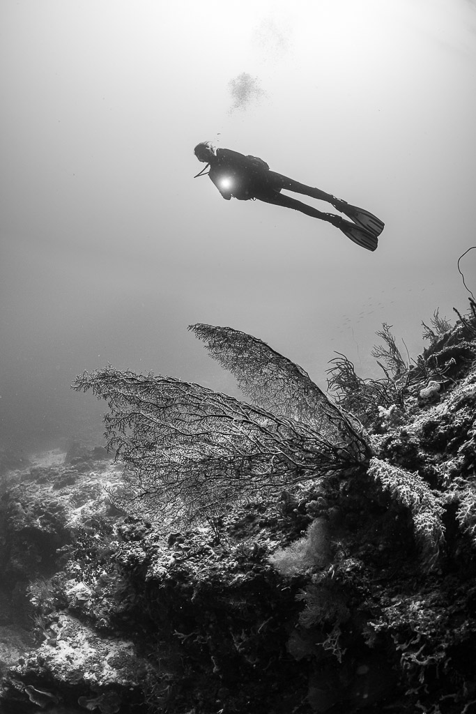 Vue verticale en noir et blanc d’un plongeur au-dessus d’une gorgone, Dambilah Reef, mer de Banda, Indonésie