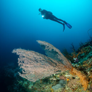 Vue verticale d’un plongeur sous le soleil au-dessus d’une gorgone, Dambilah Reef, mer de Banda, Indonésie