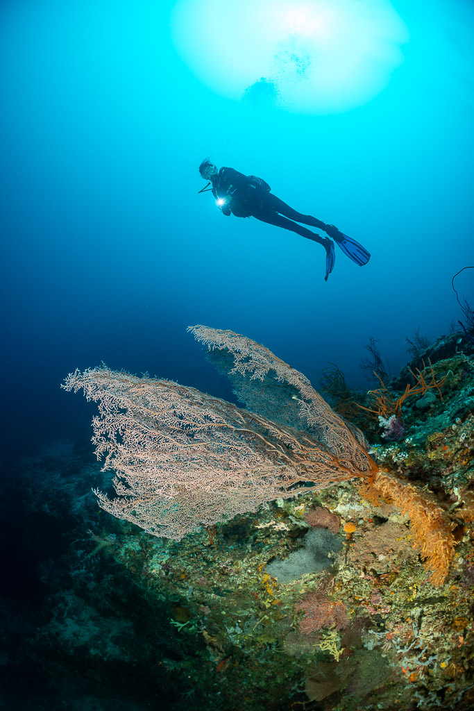 Vue verticale d’un plongeur sous le soleil au-dessus d’une gorgone, Dambilah Reef, mer de Banda, Indonésie