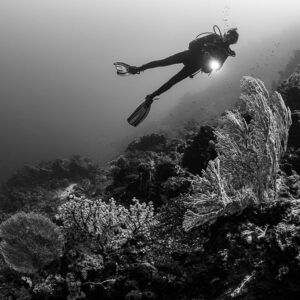 Black and white diver gliding over a reef slope with sea fans, Dambilah Reef, Banda Sea, Indonesia