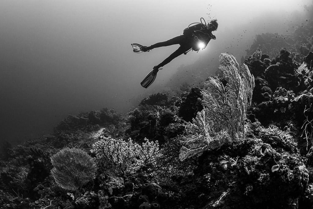 Black and white diver gliding over a reef slope with sea fans, Dambilah Reef, Banda Sea, Indonesia