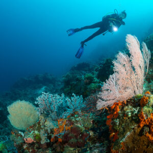 Diver above a pink sea fan and orange sponges on the reef, Dambilah Reef, Banda Sea, Indonesia