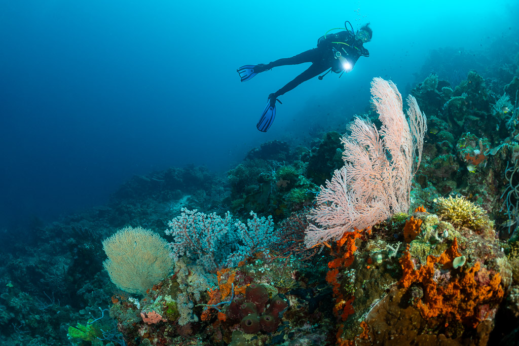 Diver above a pink sea fan and orange sponges on the reef, Dambilah Reef, Banda Sea, Indonesia