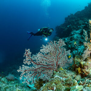 Plongeur avec phare derrière une gorgone rouge sur un tombant, Dambilah Reef, mer de Banda, Indonésie