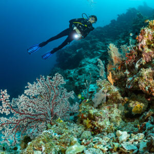 Plongeur avec phare au-dessus d’une gorgone rouge, cadrage horizontal, Dambilah Reef, mer de Banda, Indonésie